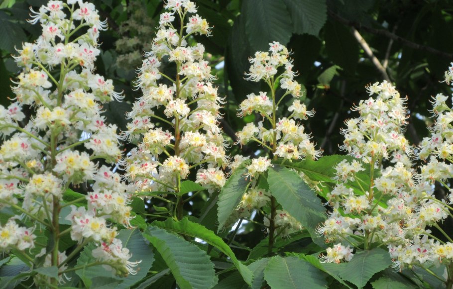 Каштан цветет медоносный