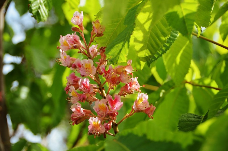 Весенняя Одесса каштаны