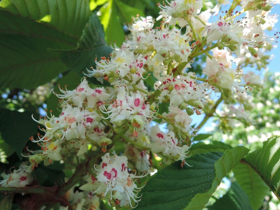 Платан цветение