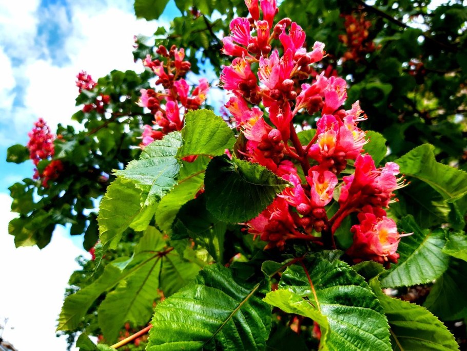 Каштан конский сорт «laciniata»