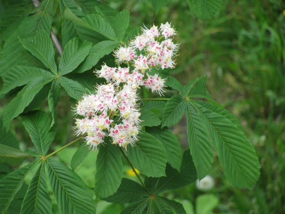 Каштан дерево фото