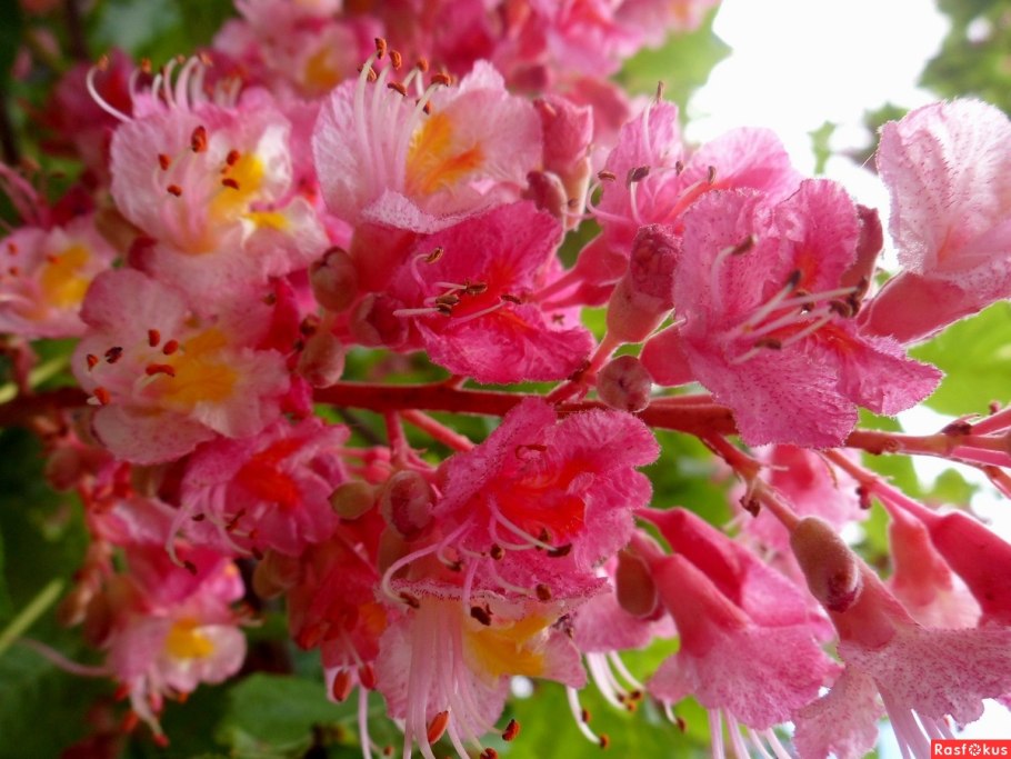 Каштан конский розовый