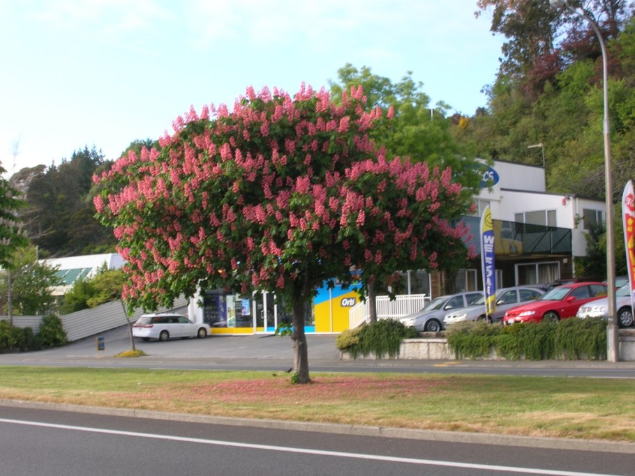 Кустарник красивоцветущий Сакура