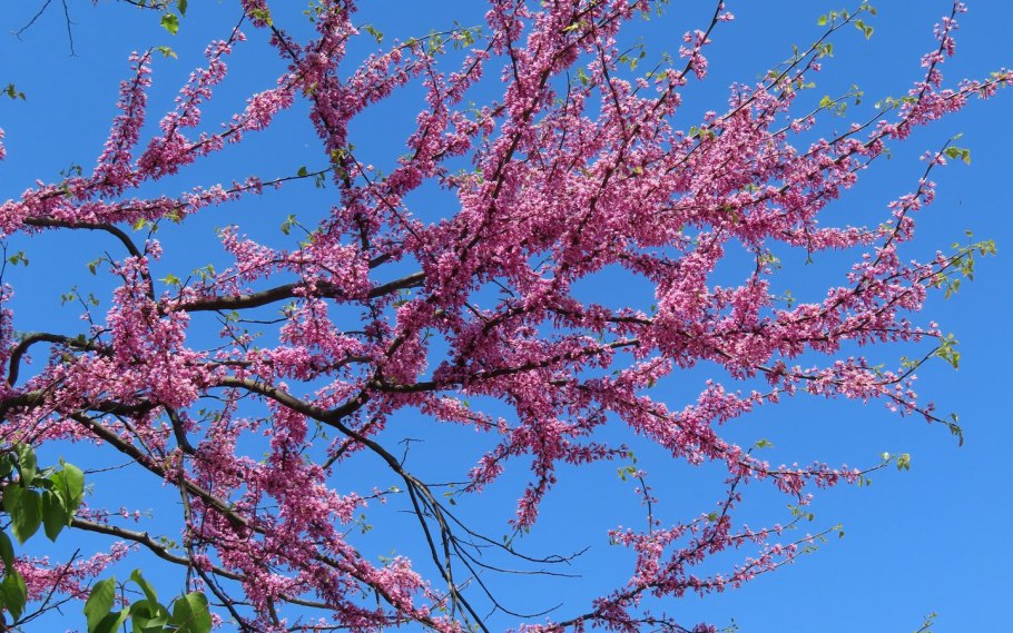 Каштан цветы