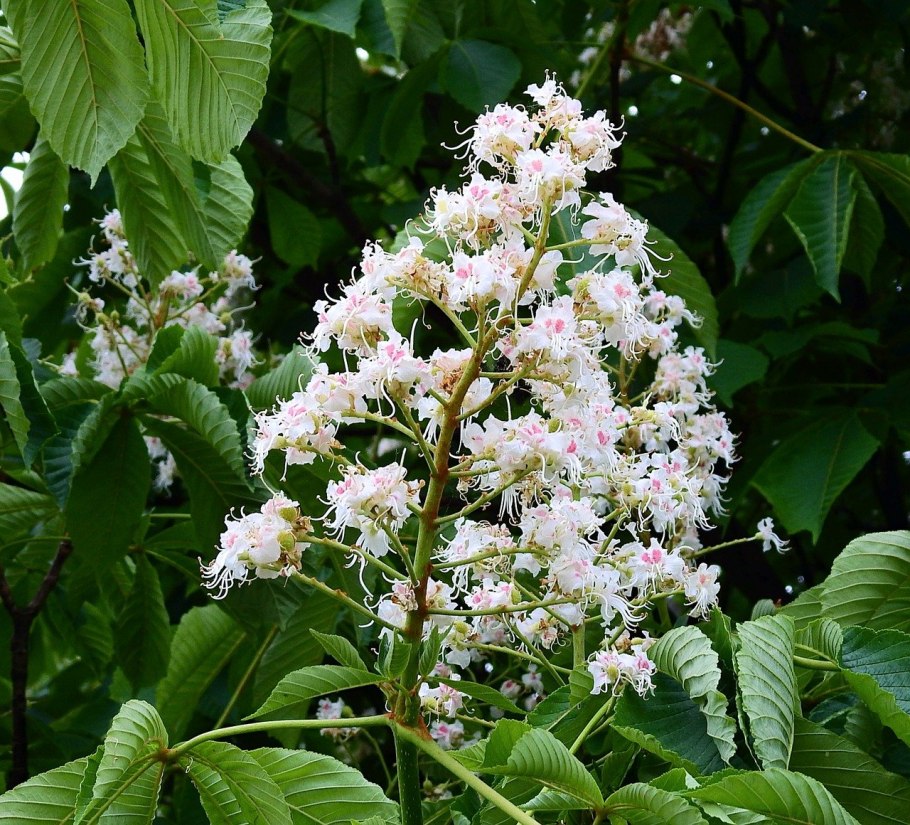 Цветущее дерево