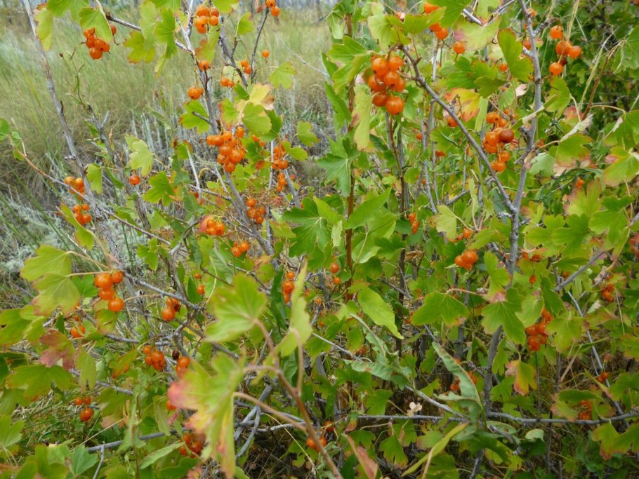 Голубика Садовая Алвар
