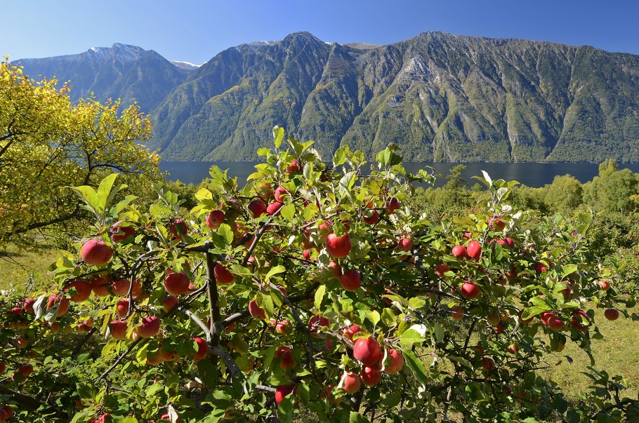 Яблоневый сад на Телецком озере
