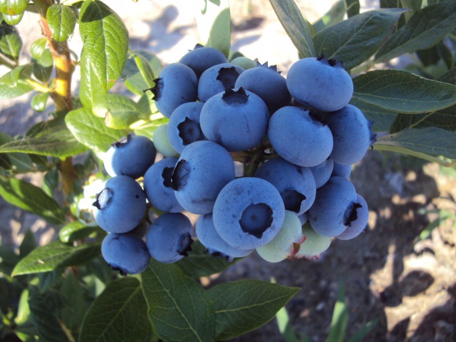 Голубика сорт дюк