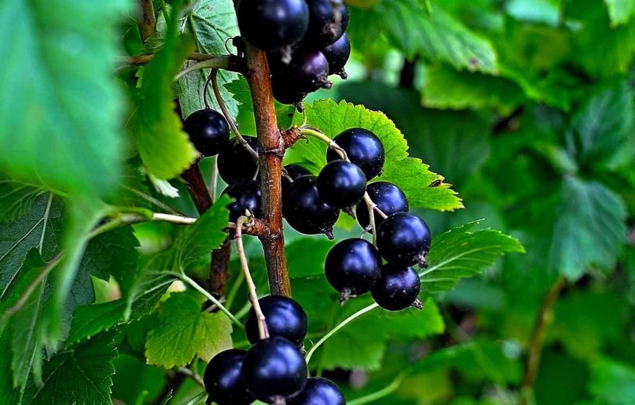 Смородина черная