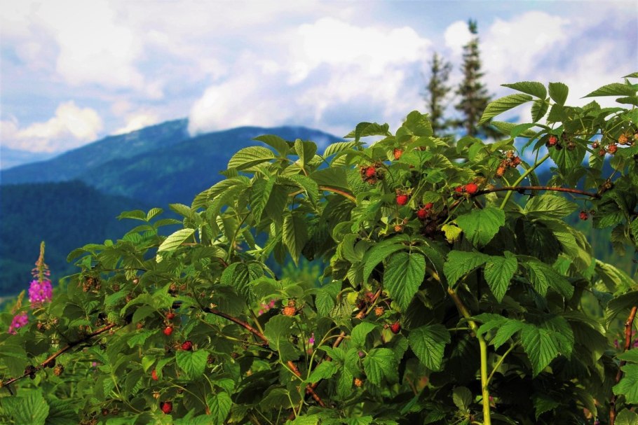Смородина Виксне