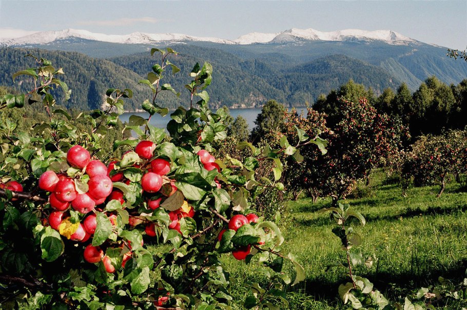 Черкесский Яблоневый сад Адыгеи