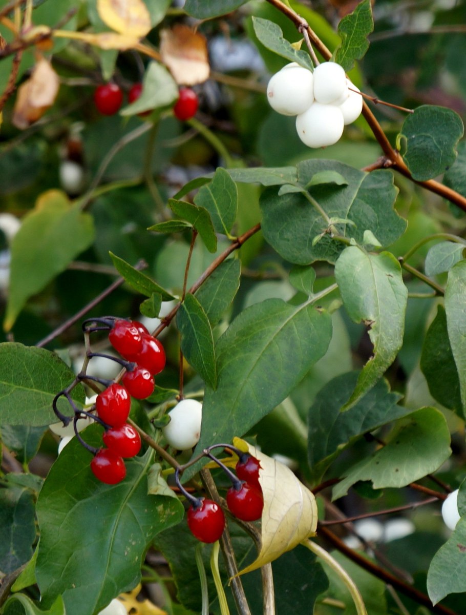 Можжевельник Таежный изумруд