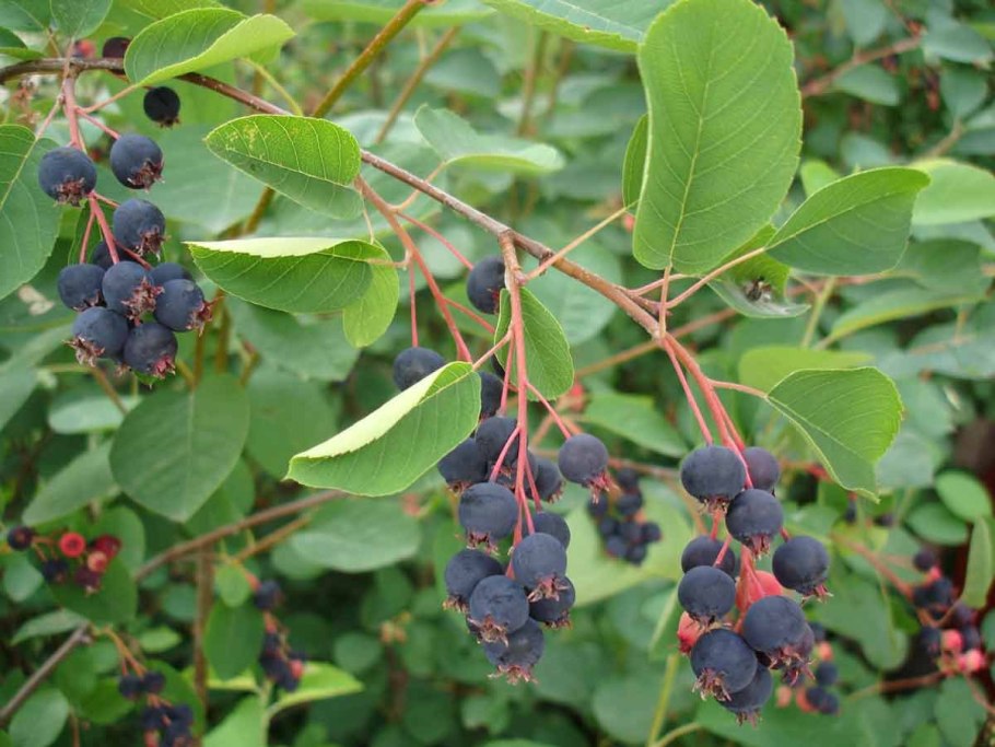 Голубика обыкновенная гонобобель