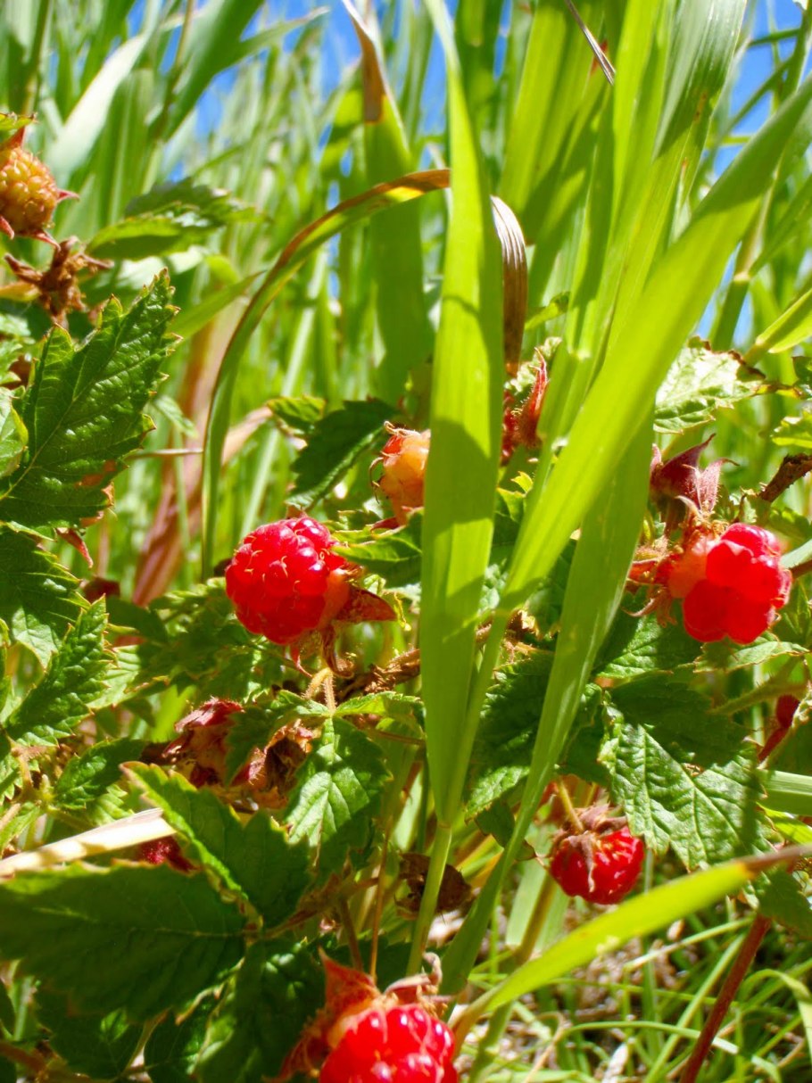 Ирга круглолистная лист