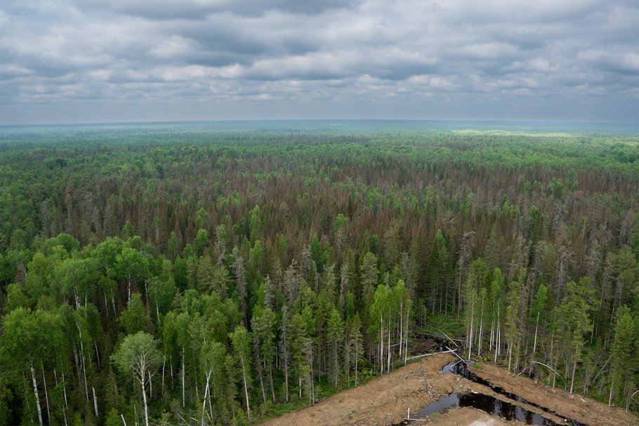 Васюганские болота Томская область