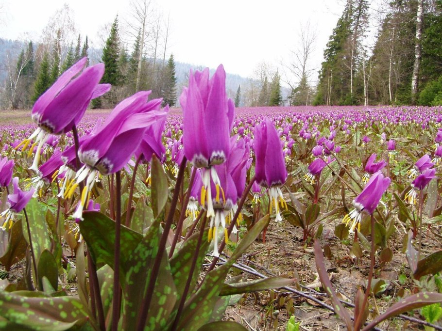 Erythronium dens-canis 'Snowflake'