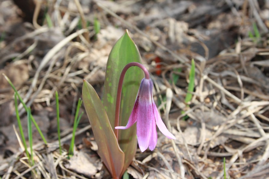 Эритрониум Кондо