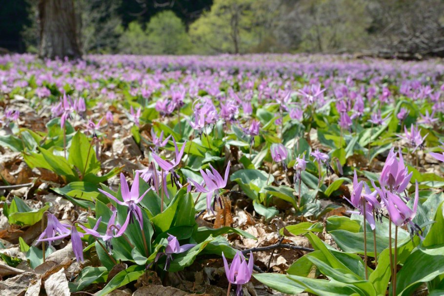 Кандык Сибирский ( Erythronium sibiricum).