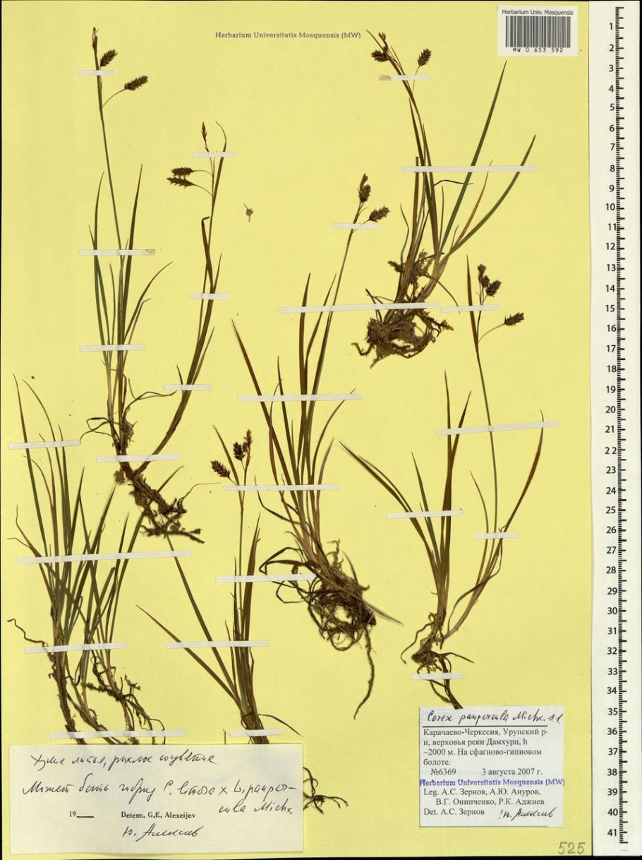 Осока магелланская (Carex irrigua