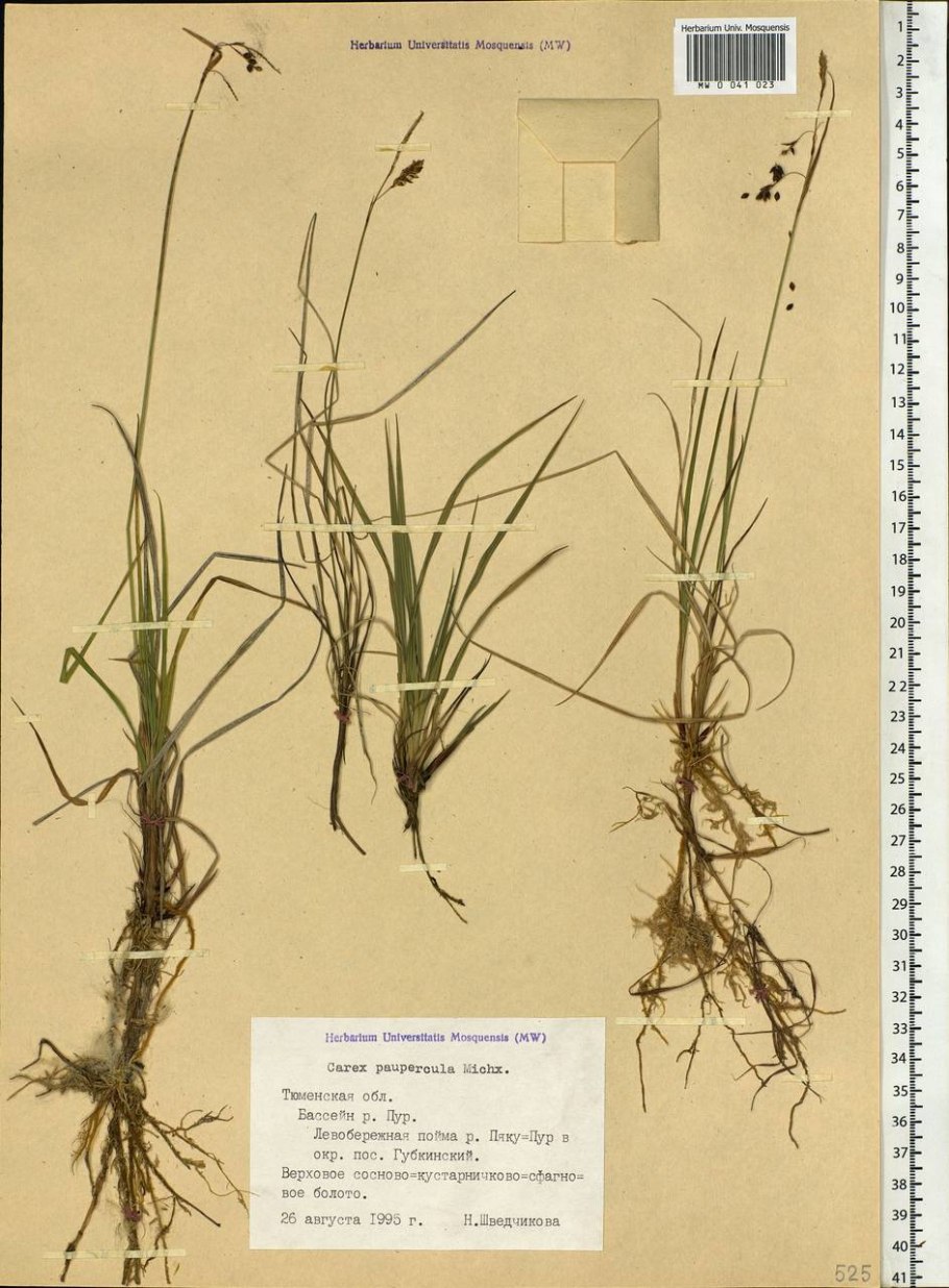 Осока магелланская тату