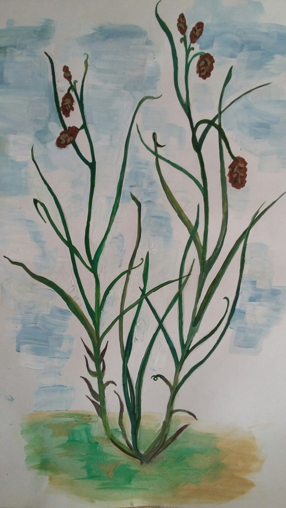 Осока шаровидная