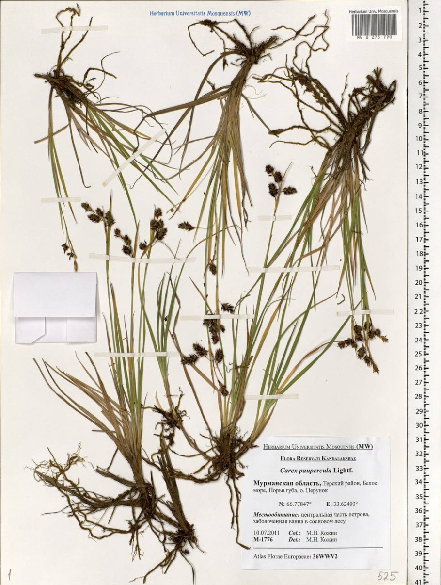 Осока ячменерядная