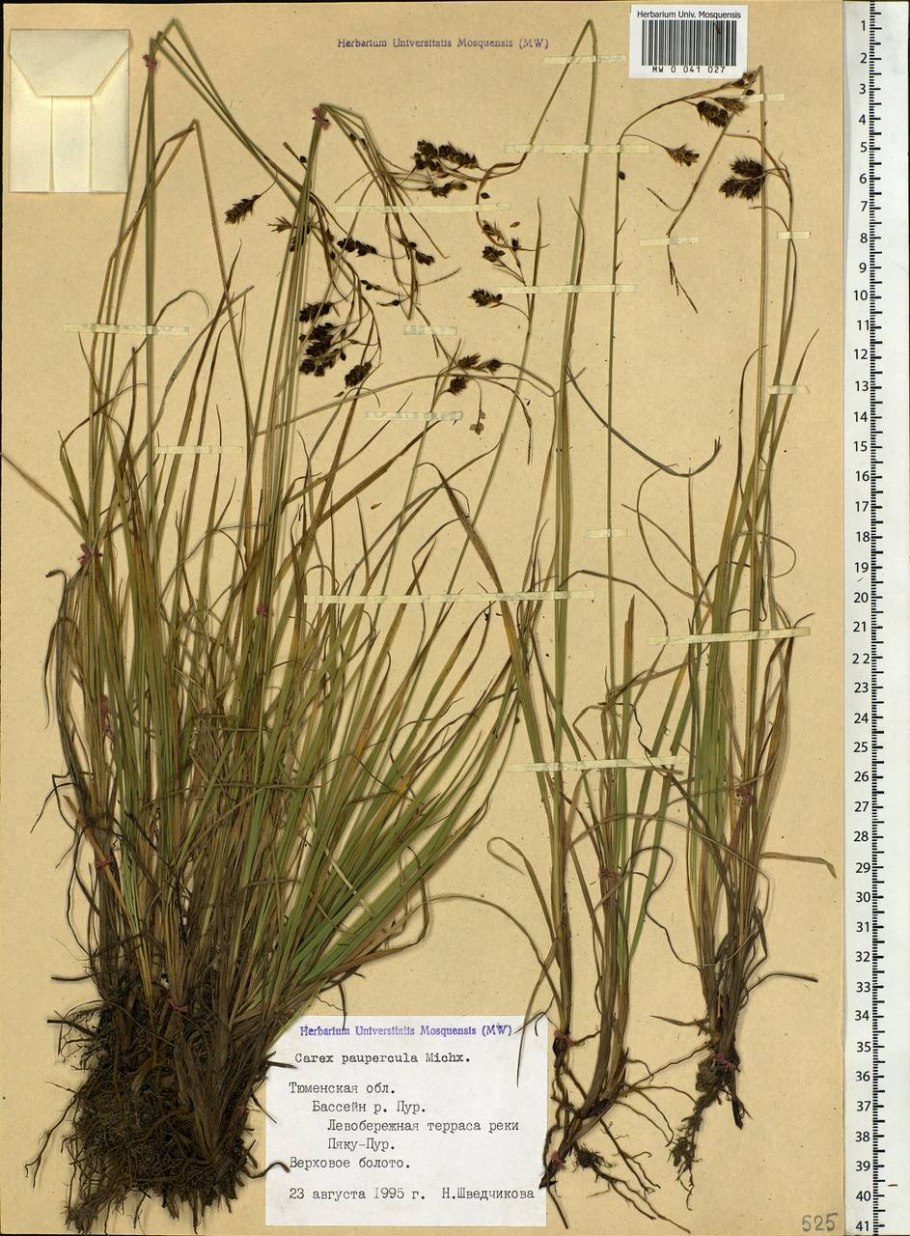 Осока магелланская