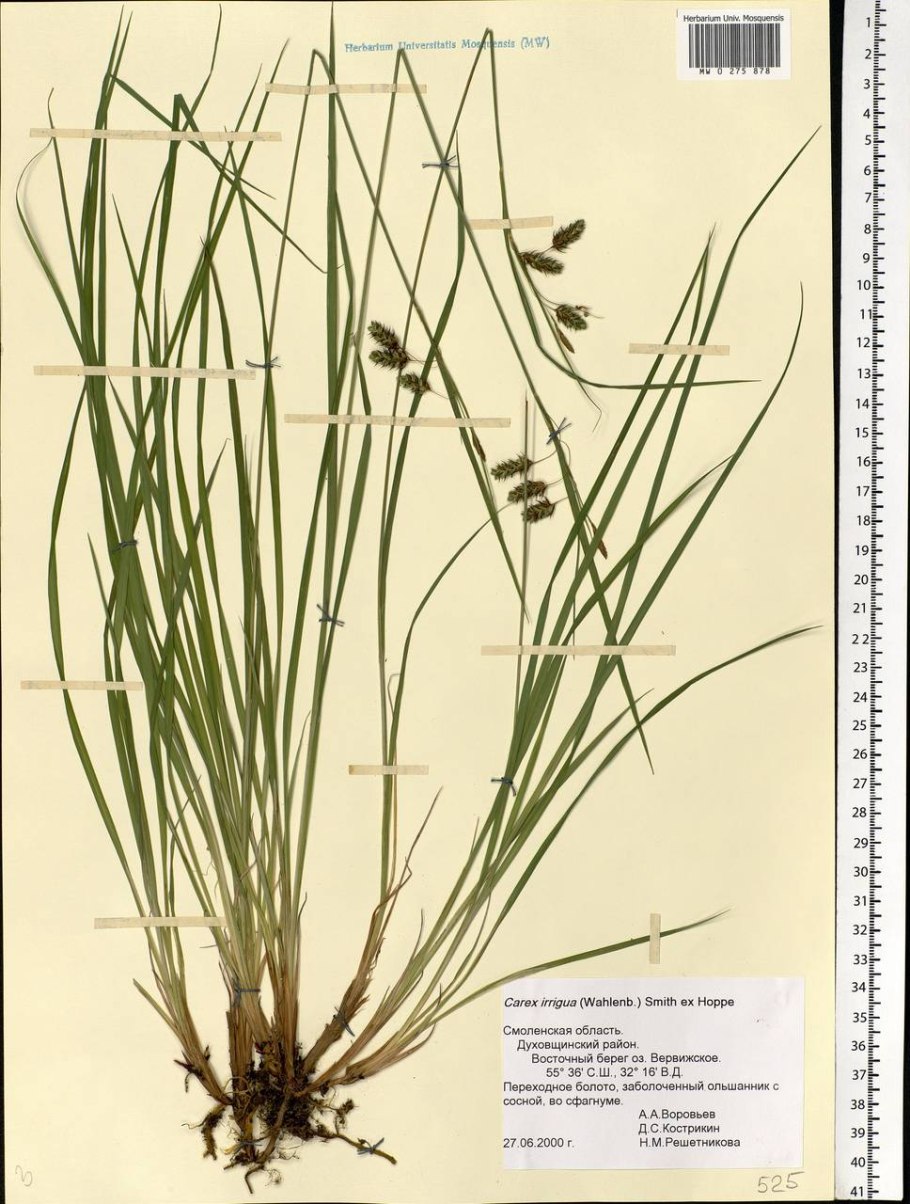 Осока магелланская (Carex irrigua