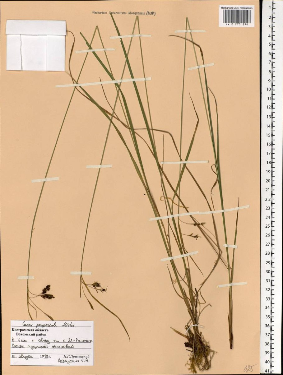 Осока заливная Carex magellanica