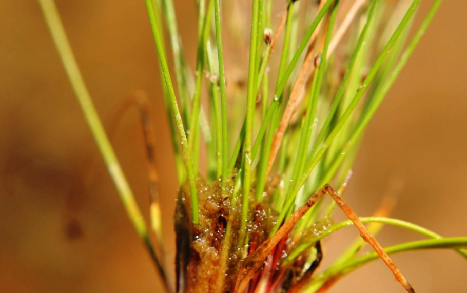 Узколистный дикий лук