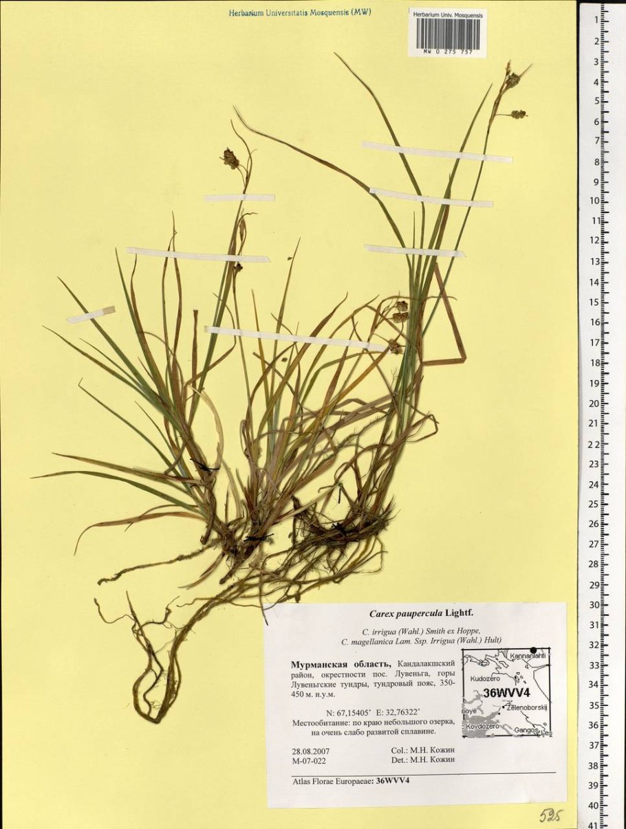 Осока декоративная купить