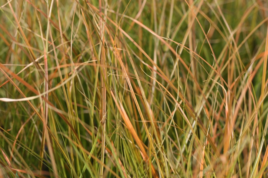 Осока Берггрена