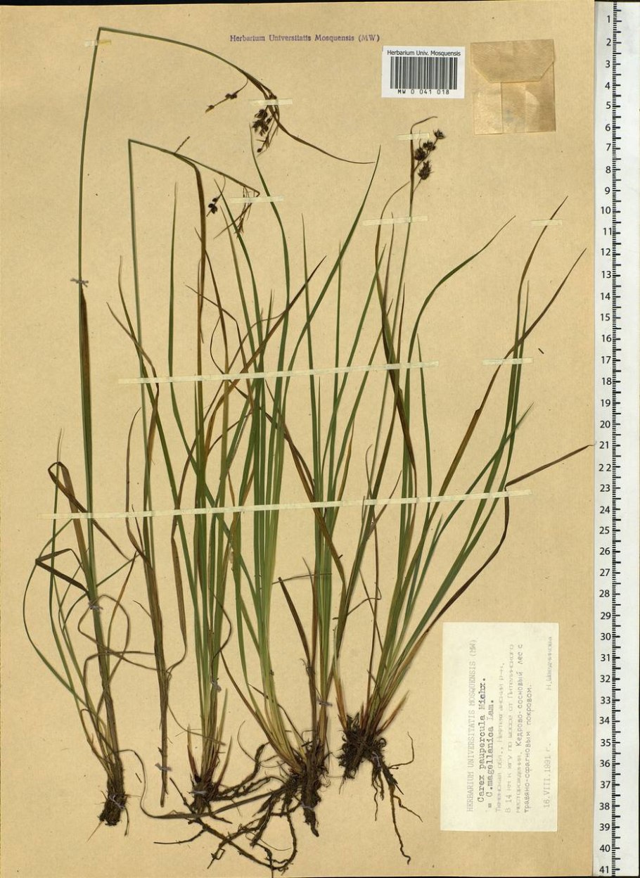 Осока заливная Carex magellanica