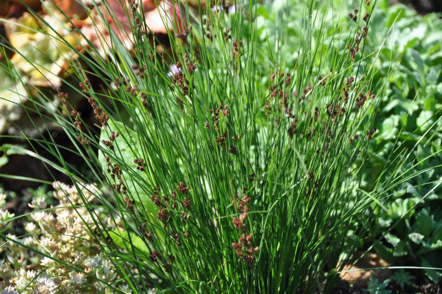 Осока пузырчатая Carex vesicaria