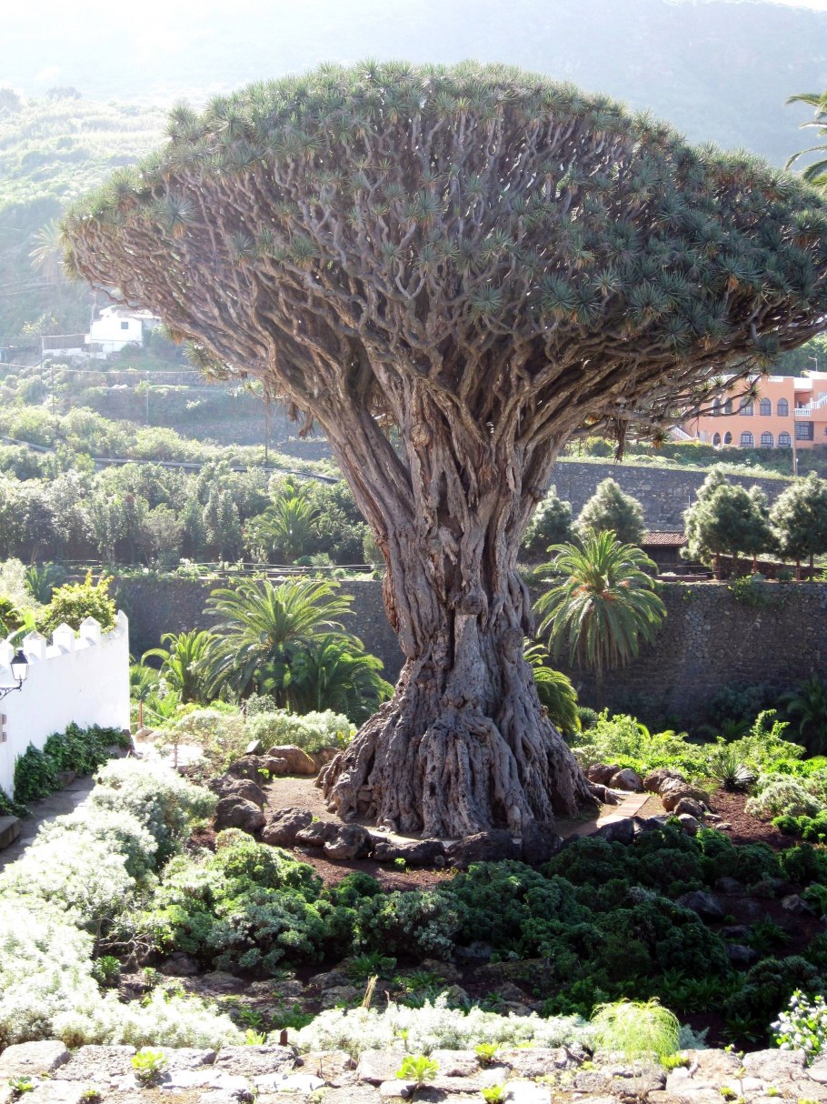Парк на Тенерифе Parque del Drago