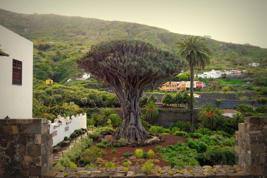 Икод де Лос винос Тенерифе