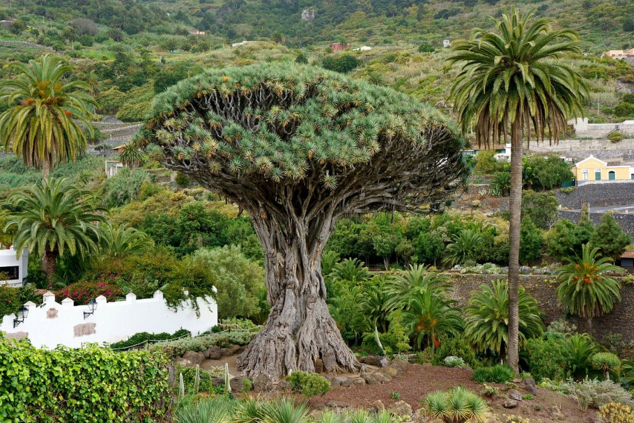 Драконовое дерево на Тенерифе