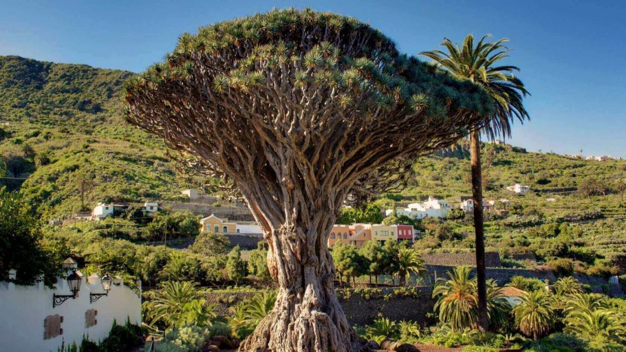 Драконовое дерево на Тенерифе