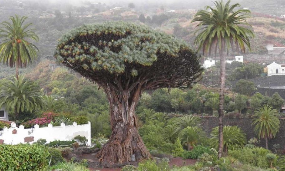 Драконовое дерево на Тенерифе