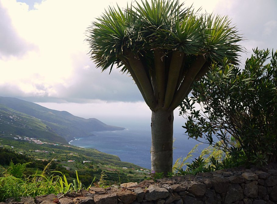 Драконово дерево Тенерифе Легенда