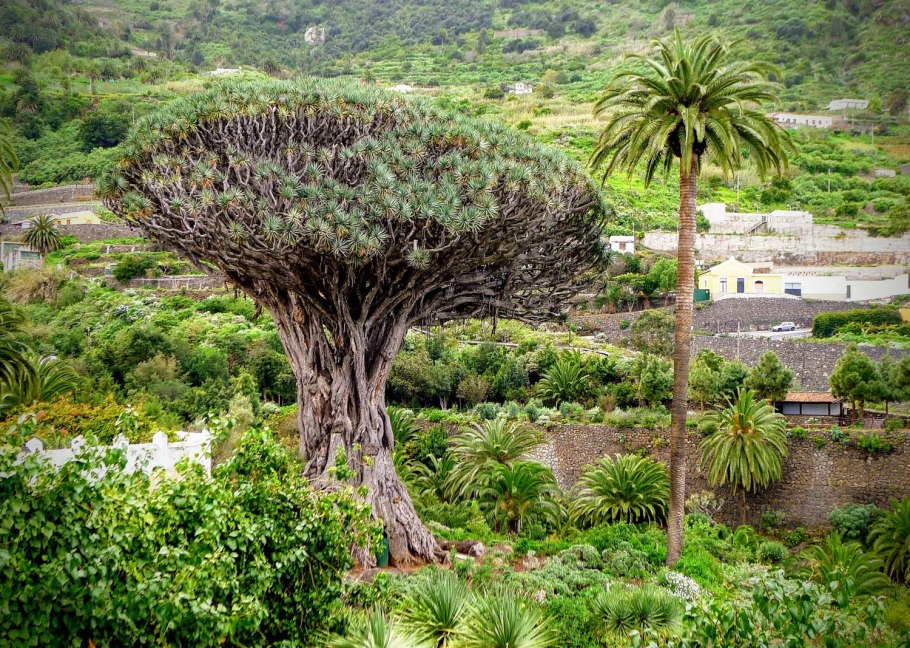 Дерево Икод де Лос