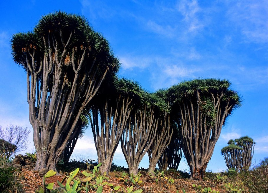 Сандро Драго дерево