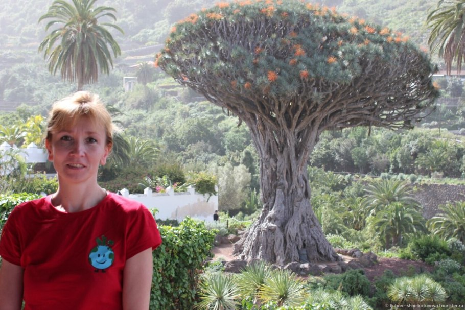 Драконовое дерево Канарские острова