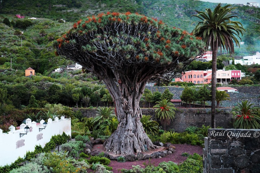 Драконовое дерево Канарские острова