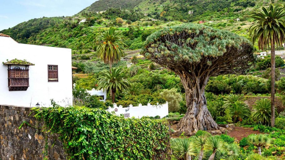 Икод де Лос винос драконовое дерево