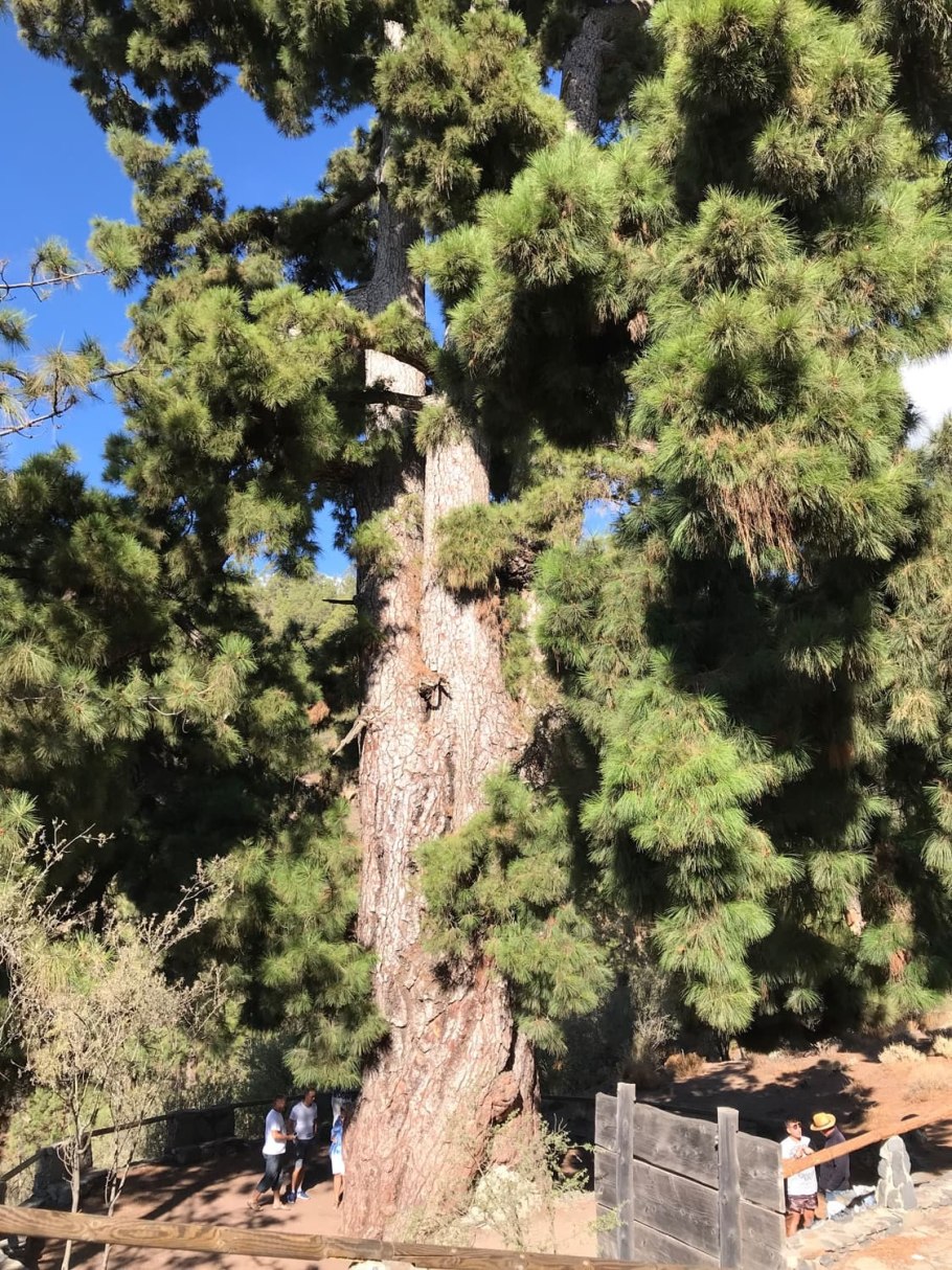 Драконовое дерево Канарские острова
