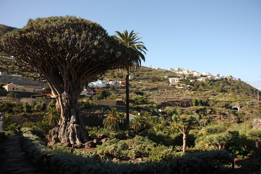 Драконовое дерево в Испании
