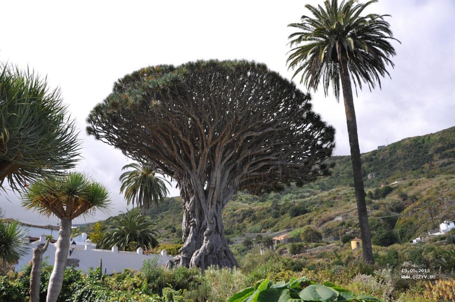 Драконовое дерево на Тенерифе
