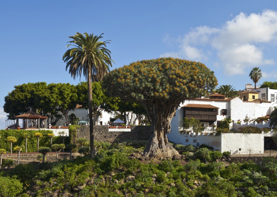 Символ Тенерифе Драконово дерево