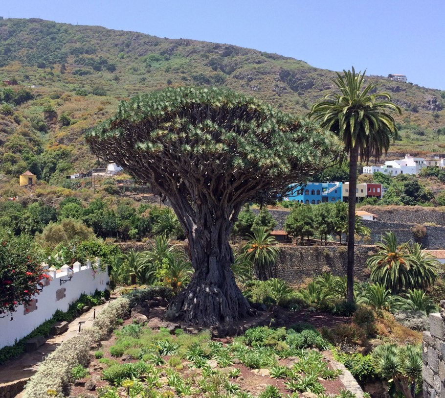 Драконовое дерево на Тенерифе